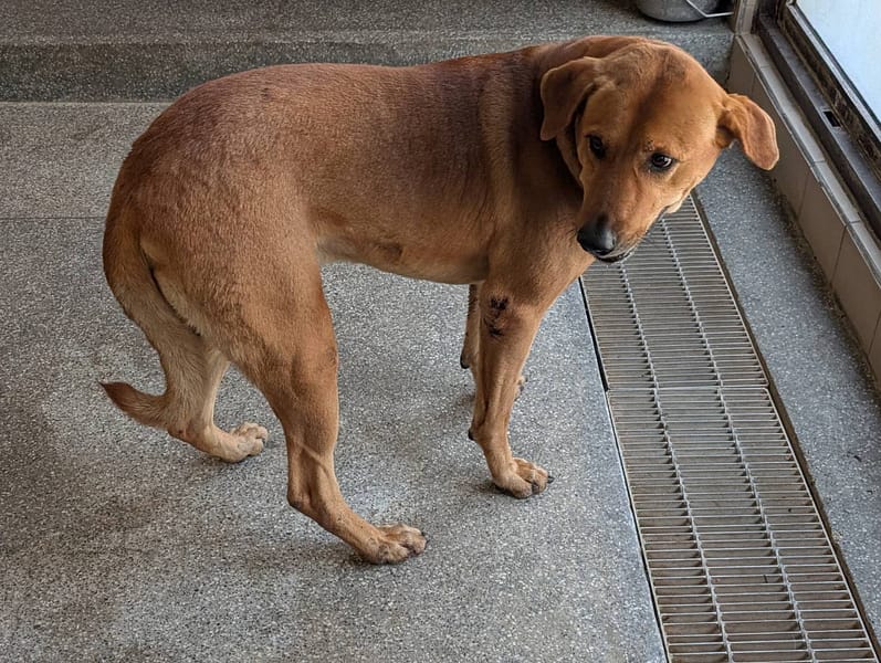 【待認養】混種犬 狗 (男生) - 高雄市燕巢動物保護關愛園區