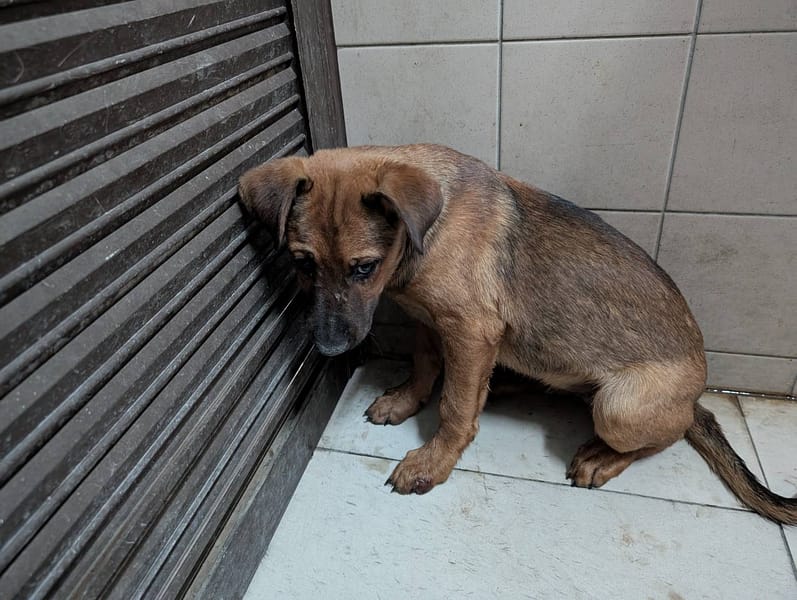 【待認養】混種犬 狗 (男生) - 高雄市燕巢動物保護關愛園區