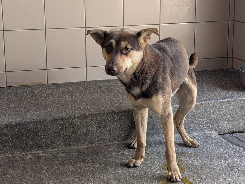 【待認養】混種犬 狗 (男生) - 高雄市燕巢動物保護關愛園區