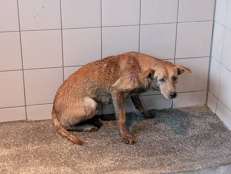 【待認養】混種犬 狗 (男生) - 高雄市燕巢動物保護關愛園區