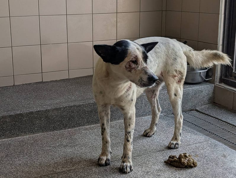 【待認養】混種犬 狗 (男生) - 高雄市燕巢動物保護關愛園區
