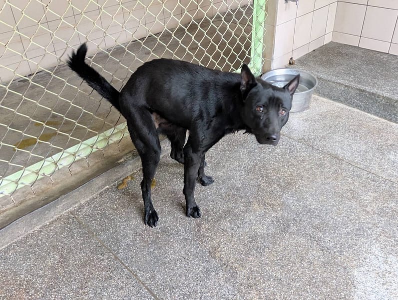 【待認養】混種犬 狗 (男生) - 高雄市燕巢動物保護關愛園區