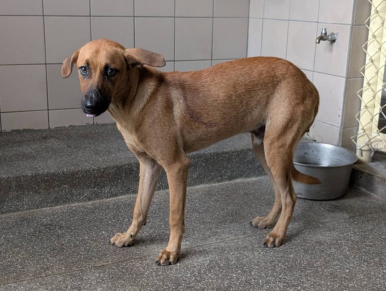 【待認養】混種犬 狗 (男生) - 高雄市燕巢動物保護關愛園區