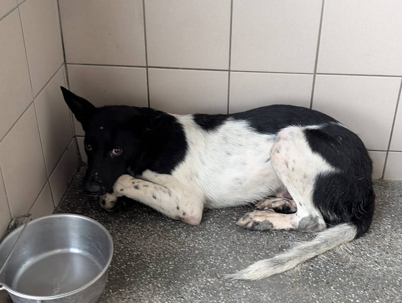 【待認養】混種犬 狗 (男生) - 高雄市燕巢動物保護關愛園區