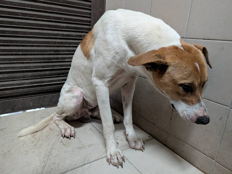 【待認養】混種犬 狗 (男生) - 高雄市燕巢動物保護關愛園區