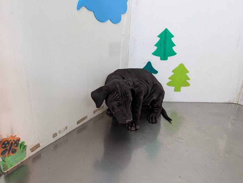 【待認養】混種犬 狗 (女生) - 高雄市燕巢動物保護關愛園區