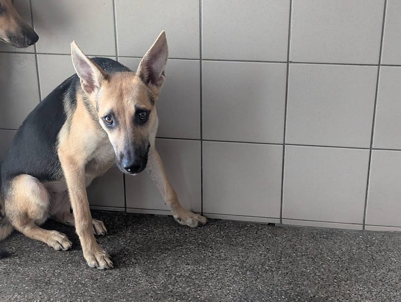 【待認養】混種犬 狗 (女生) - 高雄市燕巢動物保護關愛園區