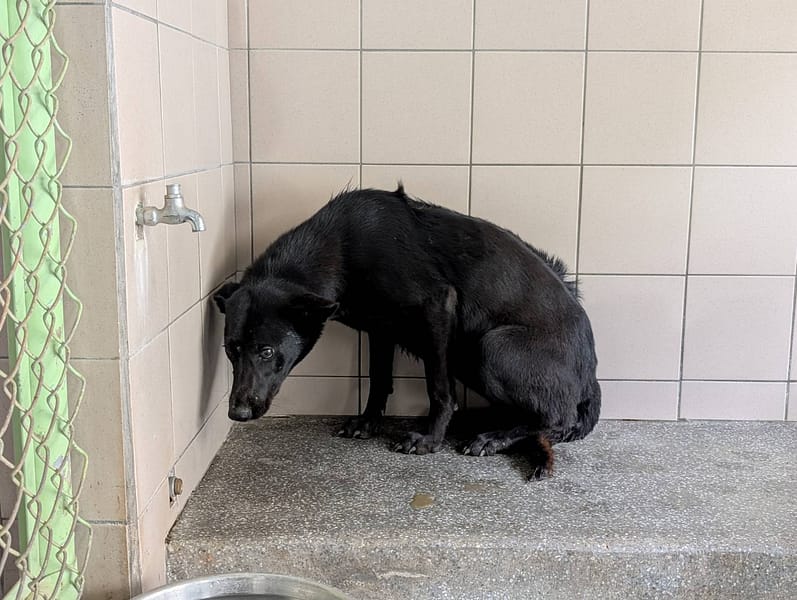 【待認養】混種犬 狗 (女生) - 高雄市燕巢動物保護關愛園區