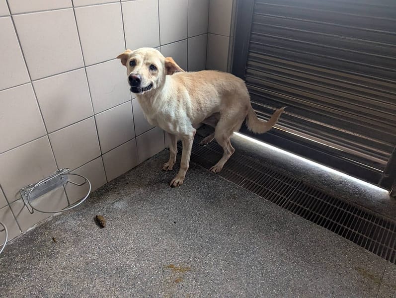 【待認養】混種犬 狗 (女生) - 高雄市燕巢動物保護關愛園區