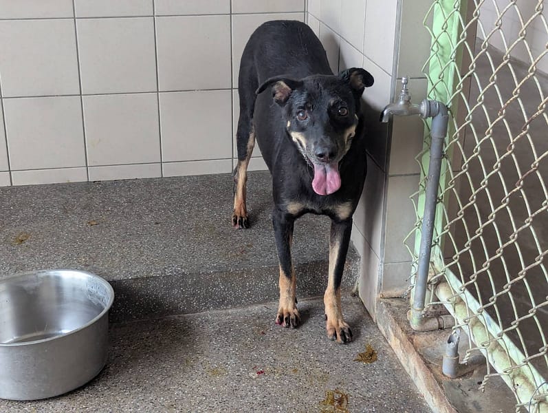 【待認養】混種犬 狗 (女生) - 高雄市燕巢動物保護關愛園區