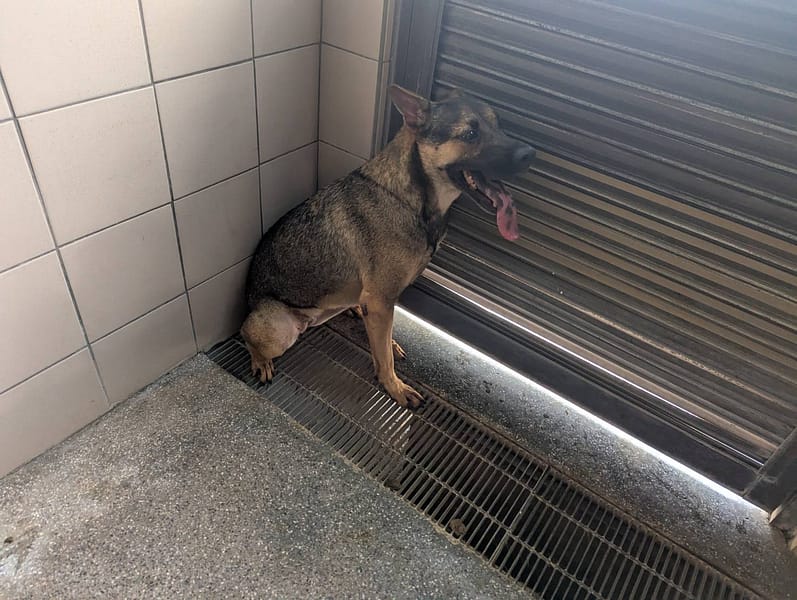 【待認養】混種犬 狗 (女生) - 高雄市燕巢動物保護關愛園區