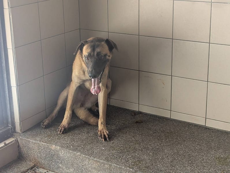 【待認養】混種犬 狗 (男生) - 高雄市燕巢動物保護關愛園區