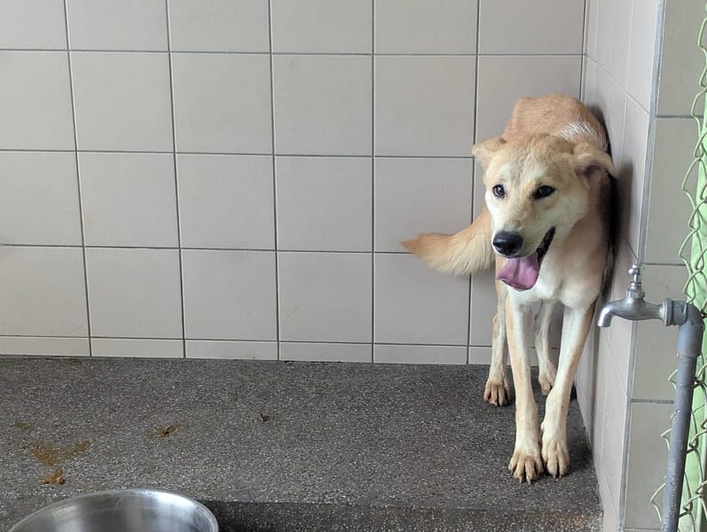 【待認養】混種犬 狗 (女生) - 高雄市燕巢動物保護關愛園區