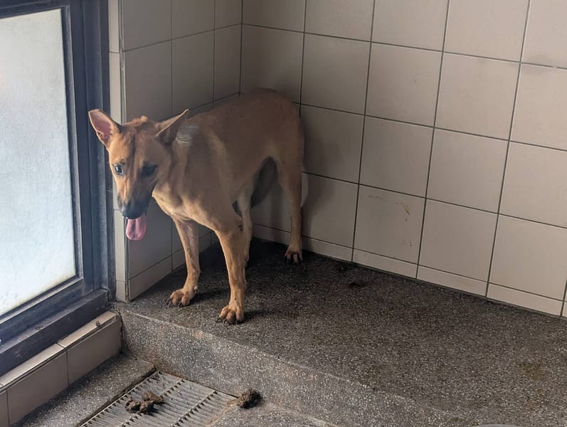 【待認養】混種犬 狗 (女生) - 高雄市燕巢動物保護關愛園區