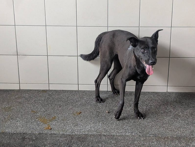 【待認養】混種犬 狗 (女生) - 高雄市燕巢動物保護關愛園區