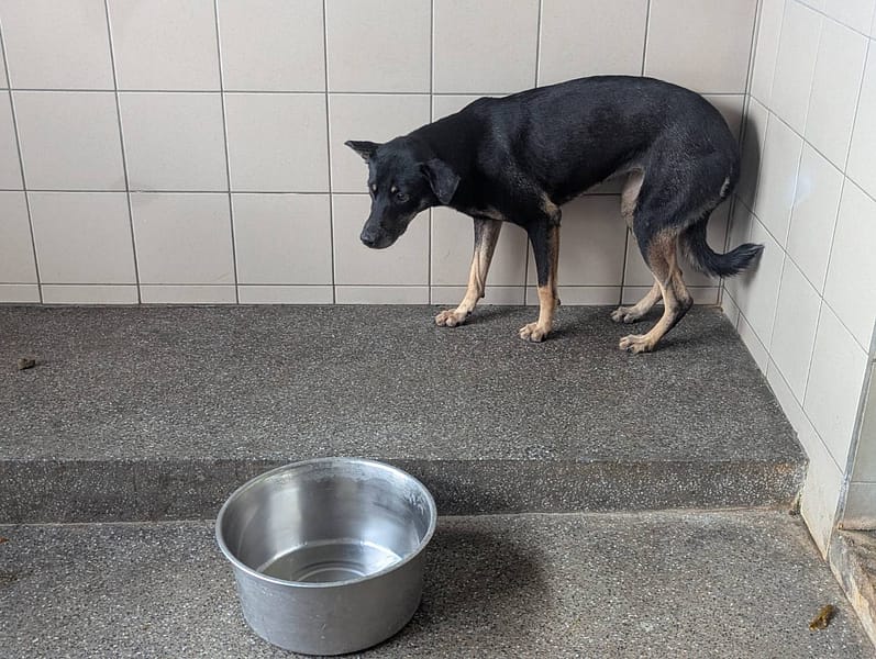 【待認養】混種犬 狗 (女生) - 高雄市燕巢動物保護關愛園區