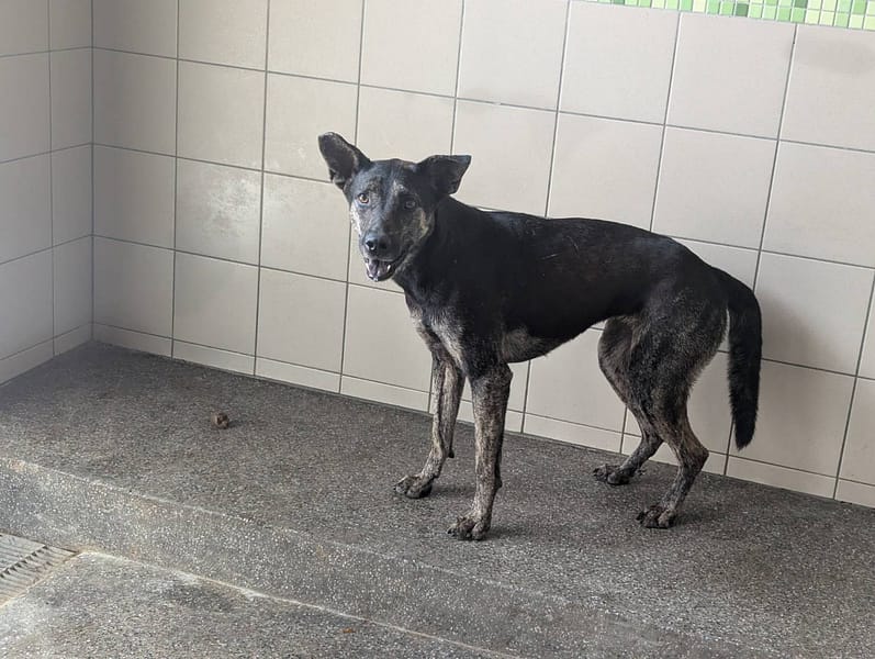【待認養】混種犬 狗 (女生) - 高雄市燕巢動物保護關愛園區