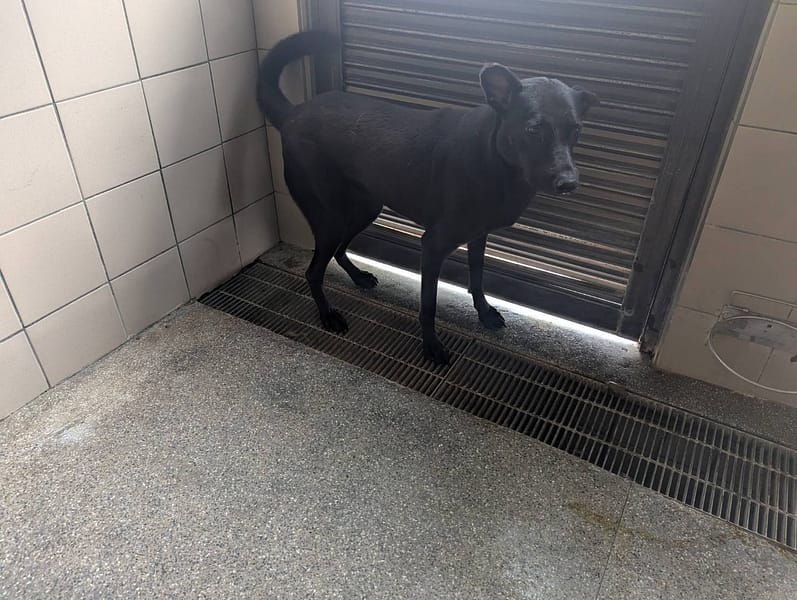 【待認養】混種犬 狗 (女生) - 高雄市燕巢動物保護關愛園區