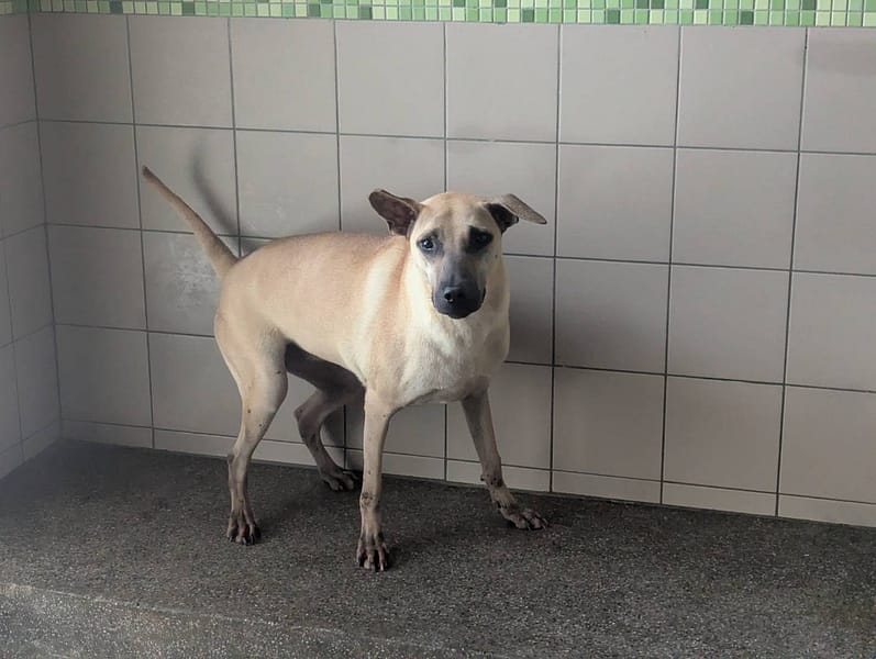 【待認養】混種犬 狗 (女生) - 高雄市燕巢動物保護關愛園區