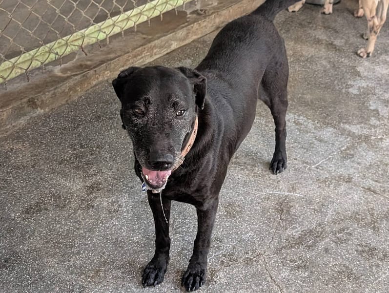 【待認養】混種犬 狗 (女生) - 高雄市燕巢動物保護關愛園區