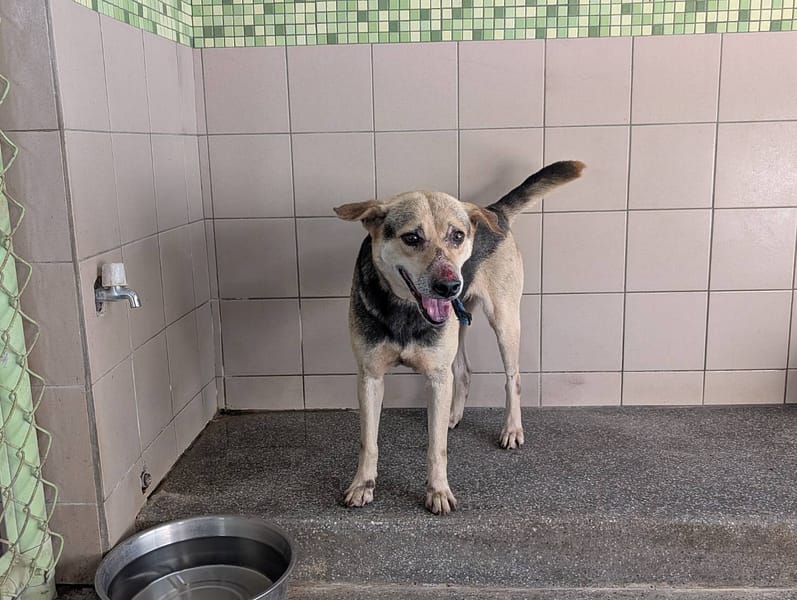 【待認養】混種犬 狗 (女生) - 高雄市燕巢動物保護關愛園區