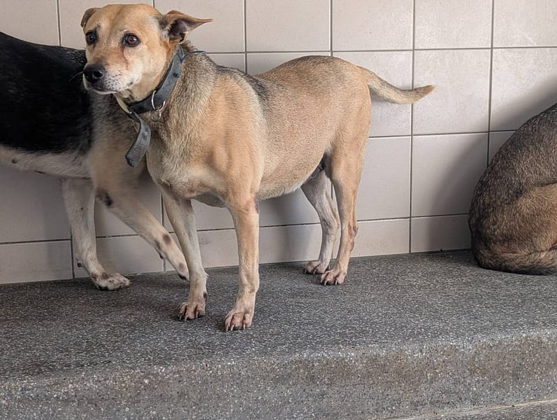 【待認養】混種犬 狗 (女生) - 高雄市燕巢動物保護關愛園區