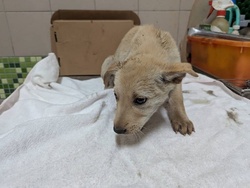 【待認養】混種犬 狗 (女生) - 高雄市燕巢動物保護關愛園區