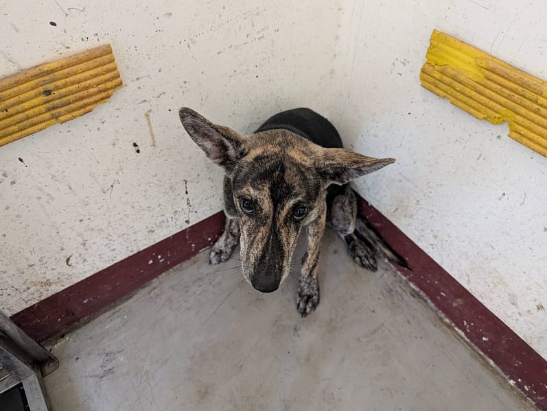 【待認養】混種犬 狗 (女生) - 高雄市燕巢動物保護關愛園區