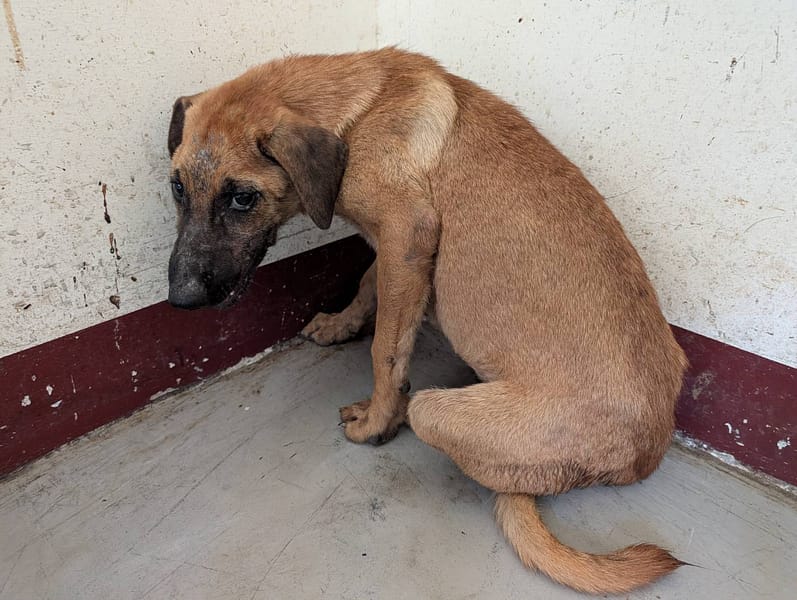 【待認養】混種犬 狗 (女生) - 高雄市燕巢動物保護關愛園區