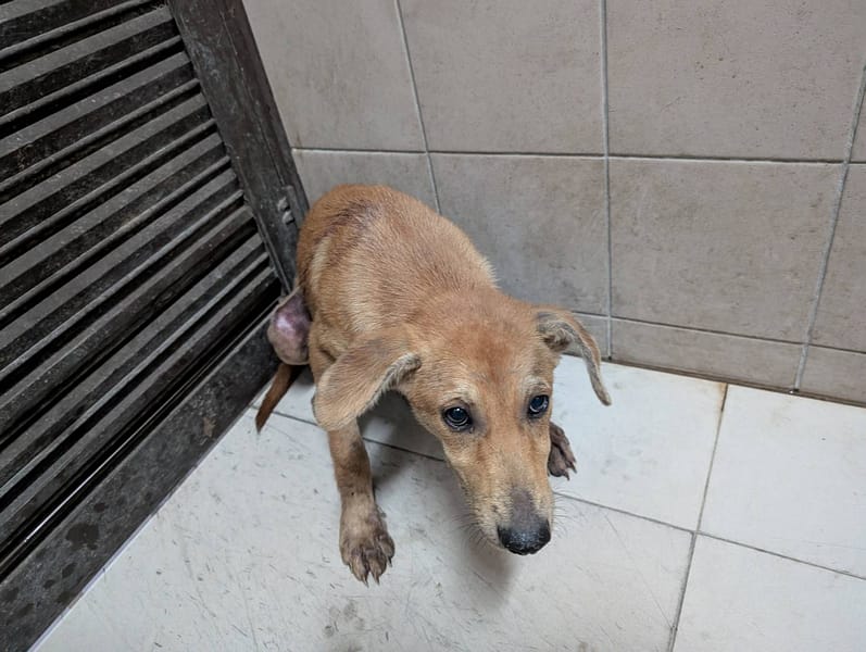 【待認養】混種犬 狗 (女生) - 高雄市燕巢動物保護關愛園區