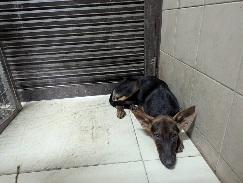 【待認養】混種犬 狗 (女生) - 高雄市燕巢動物保護關愛園區