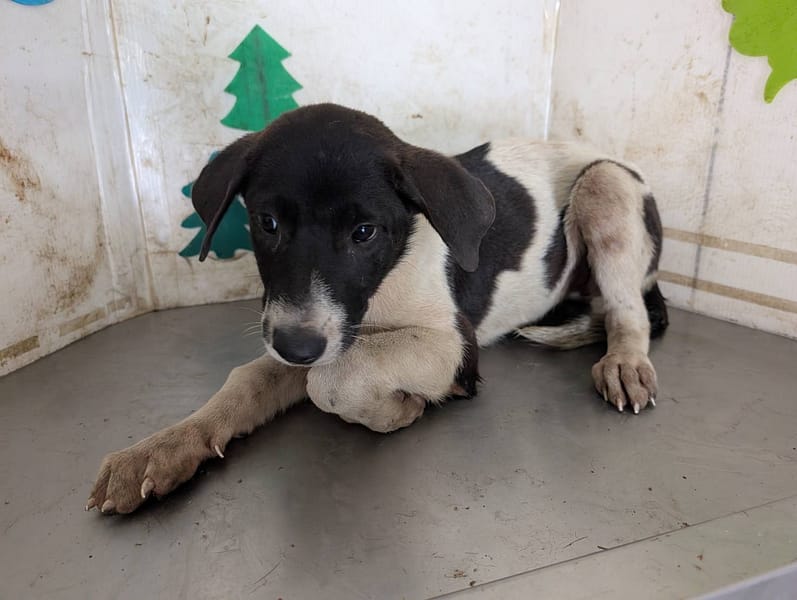 【待認養】混種犬 狗 (女生) - 高雄市燕巢動物保護關愛園區