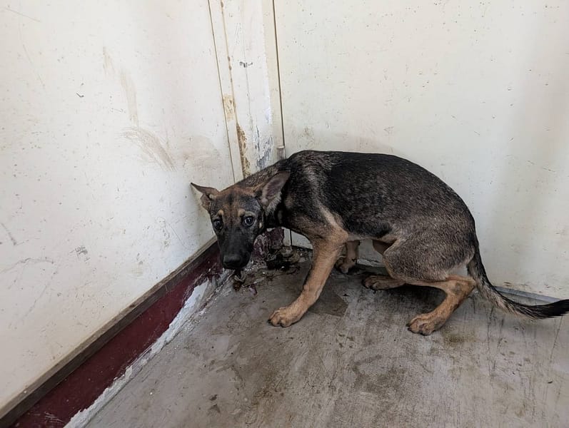 【待認養】混種犬 狗 (女生) - 高雄市燕巢動物保護關愛園區
