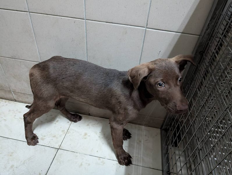 【待認養】混種犬 狗 (男生) - 高雄市燕巢動物保護關愛園區