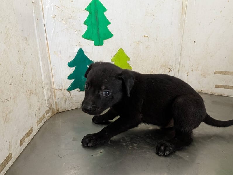 【待認養】混種犬 狗 (男生) - 高雄市燕巢動物保護關愛園區