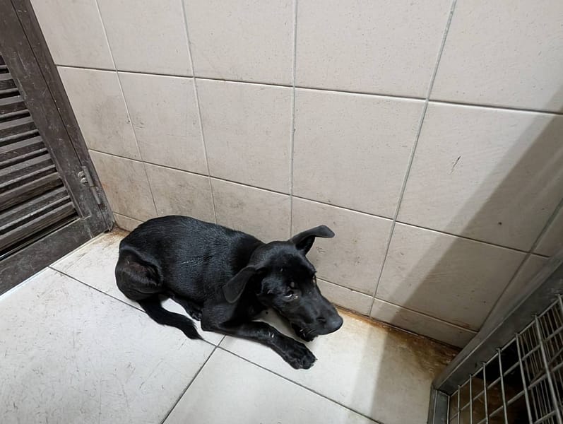 【待認養】混種犬 狗 (女生) - 高雄市燕巢動物保護關愛園區
