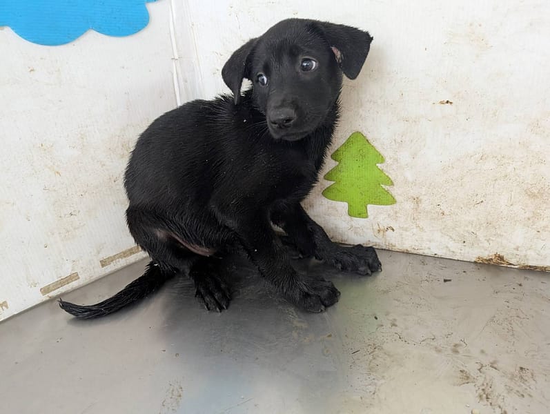【待認養】混種犬 狗 (女生) - 高雄市燕巢動物保護關愛園區