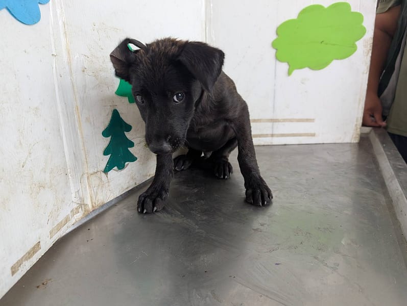 【待認養】混種犬 狗 (男生) - 高雄市燕巢動物保護關愛園區