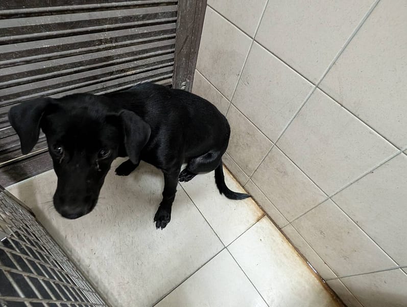 【待認養】混種犬 狗 (女生) - 高雄市燕巢動物保護關愛園區