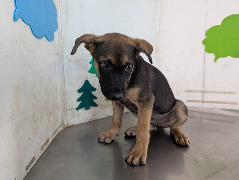 【待認養】混種犬 狗 (男生) - 高雄市燕巢動物保護關愛園區