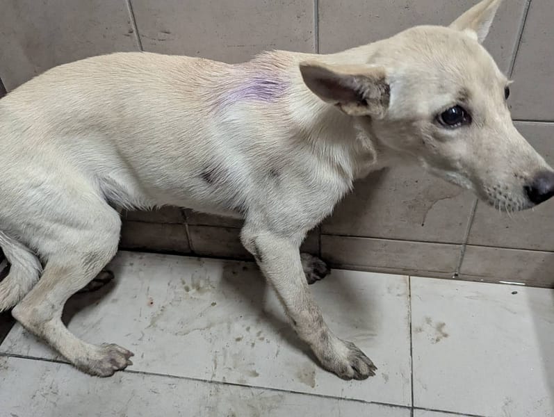 【待認養】混種犬 狗 (男生) - 高雄市燕巢動物保護關愛園區