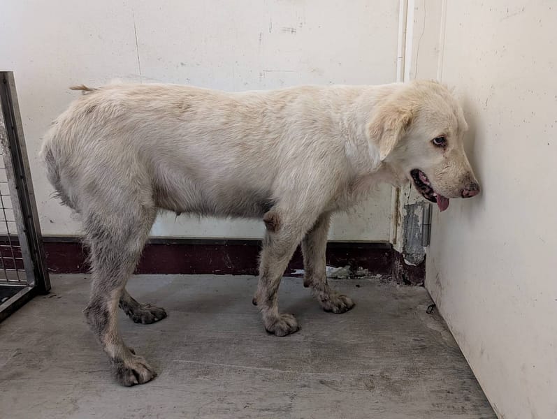 【待認養】混種犬 狗 (女生) - 高雄市燕巢動物保護關愛園區