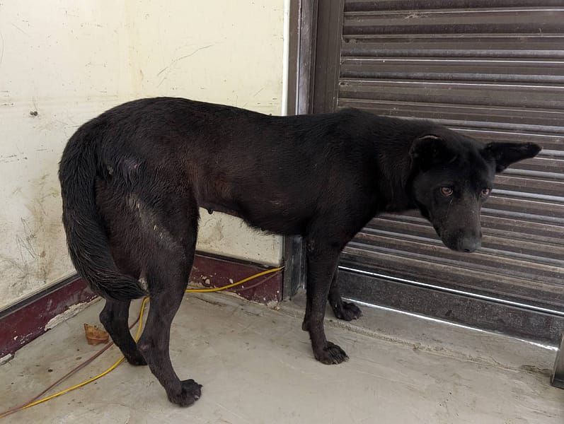【待認養】混種犬 狗 (女生) - 高雄市燕巢動物保護關愛園區