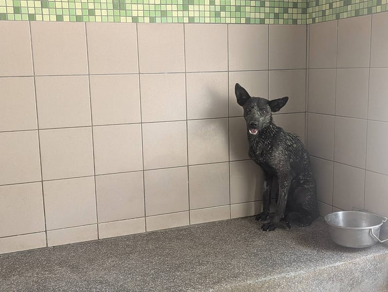 【待認養】混種犬 狗 (女生) - 高雄市燕巢動物保護關愛園區