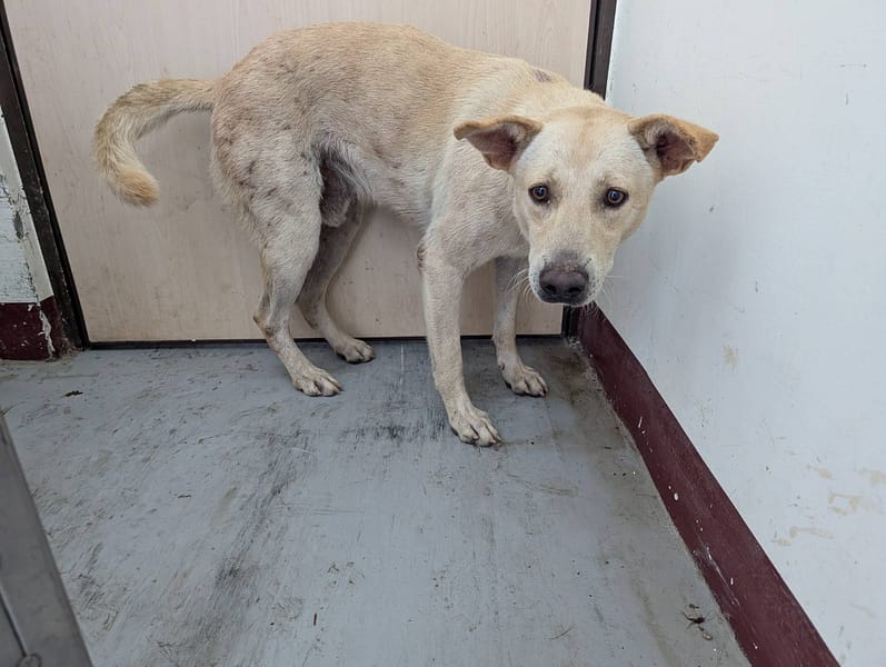 【待認養】混種犬 狗 (男生) - 高雄市燕巢動物保護關愛園區
