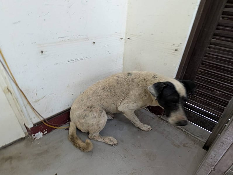 【待認養】混種犬 狗 (男生) - 高雄市燕巢動物保護關愛園區