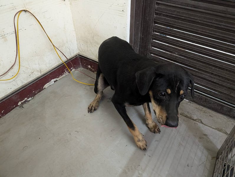 【待認養】混種犬 狗 (男生) - 高雄市燕巢動物保護關愛園區