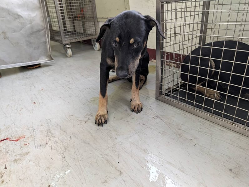 【待認養】混種犬 狗 (男生) - 高雄市燕巢動物保護關愛園區