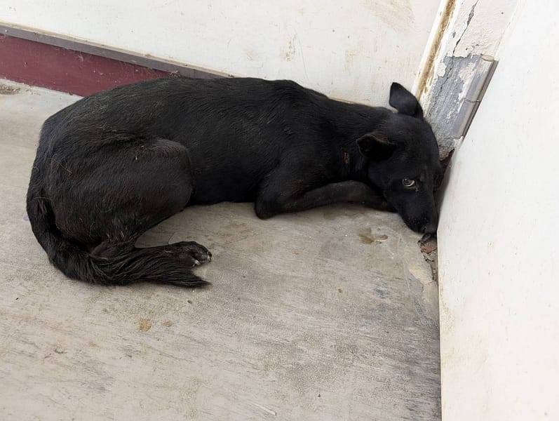 【待認養】混種犬 狗 (女生) - 高雄市燕巢動物保護關愛園區