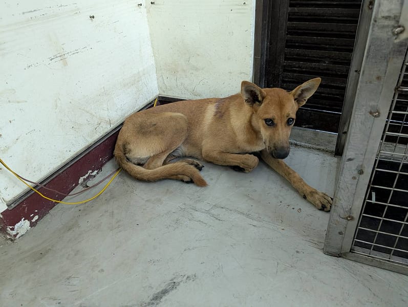 【待認養】混種犬 狗 (女生) - 高雄市燕巢動物保護關愛園區
